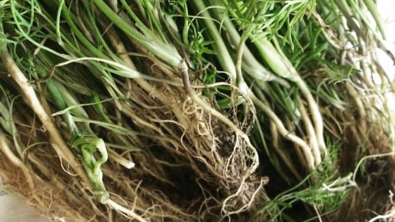 Beneficial properties of dill root and its medicinal uses