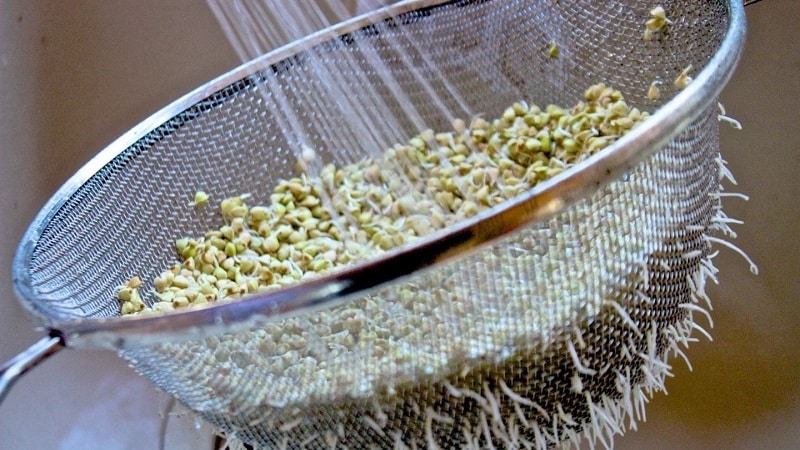 Ang mga benepisyo at pinsala ng green sprouted buckwheat