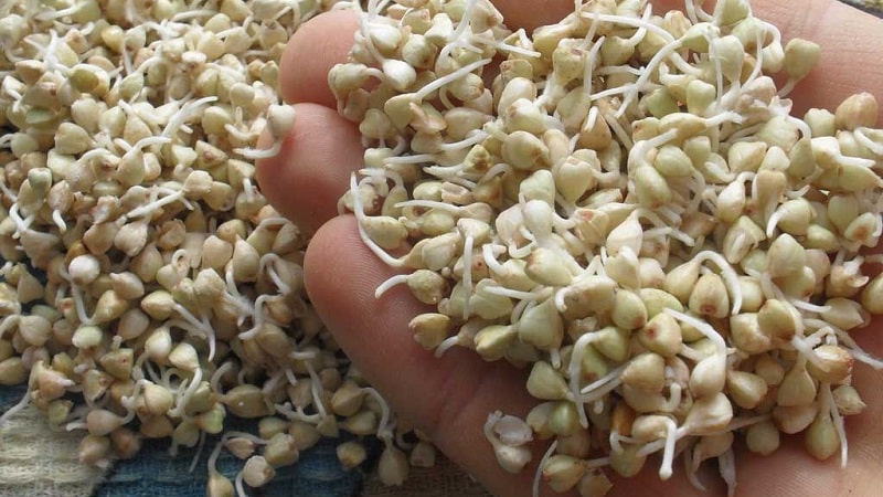 Ang mga benepisyo at pinsala ng green sprouted buckwheat