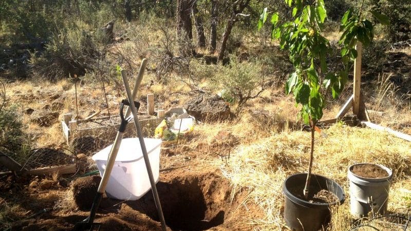 So pflanzen Sie Kirschen im Herbst richtig: Anleitung für einen unerfahrenen Gärtner