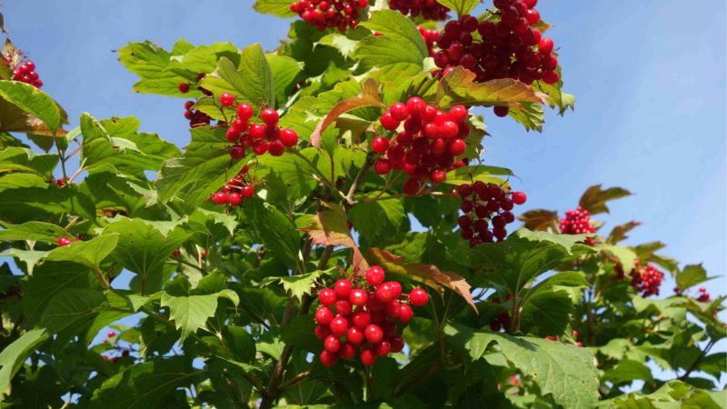 Norādījumi viburnum stādīšanai rudenī iesācējiem dārzniekiem