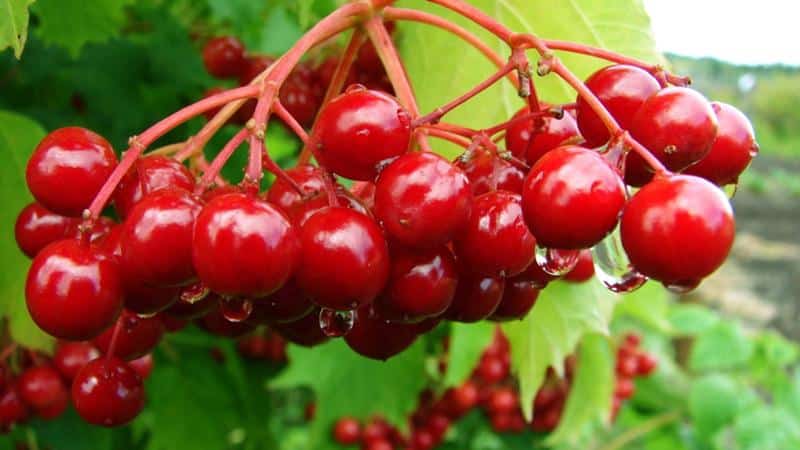 Instructies voor het planten van viburnum in de herfst voor beginnende tuiniers