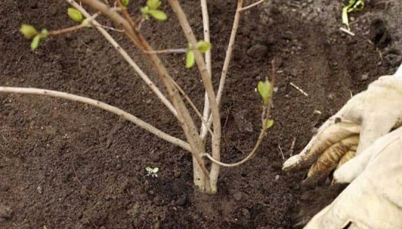 Instructions for planting viburnum in the fall for beginner gardeners