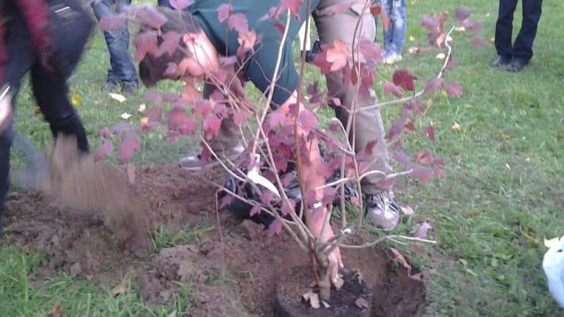 Útmutató a viburnum őszi ültetéséhez kezdő kertészek számára