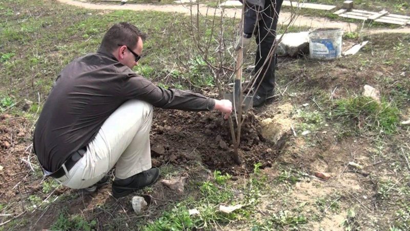 Instructies voor het planten van viburnum in de herfst voor beginnende tuiniers