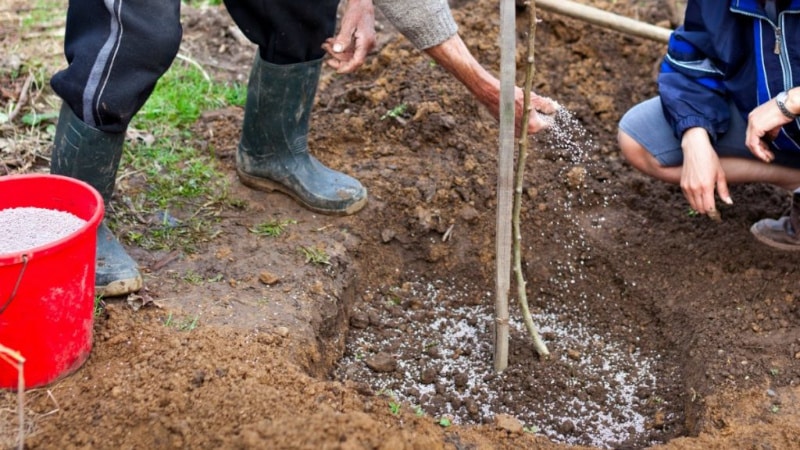 Cómo plantar cerezas correctamente en otoño: instrucciones para un jardinero novato