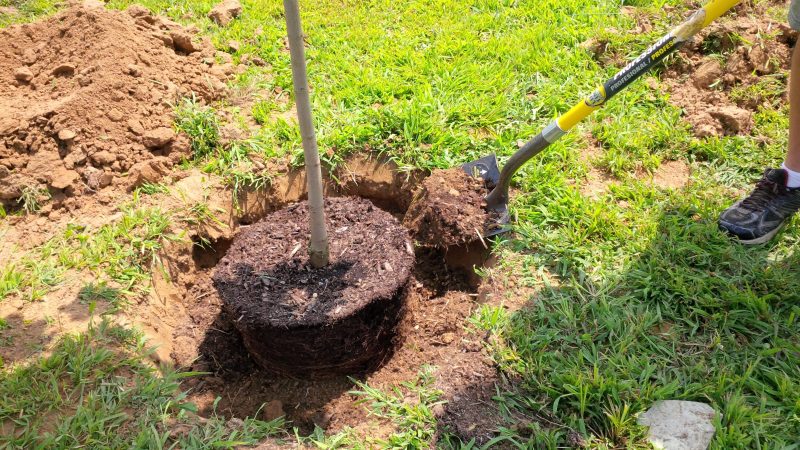 Jak správně zasadit třešně na podzim: pokyny pro začínajícího zahradníka