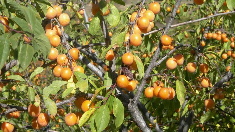 Instrucciones paso a paso para plantar ciruela cereza en otoño.