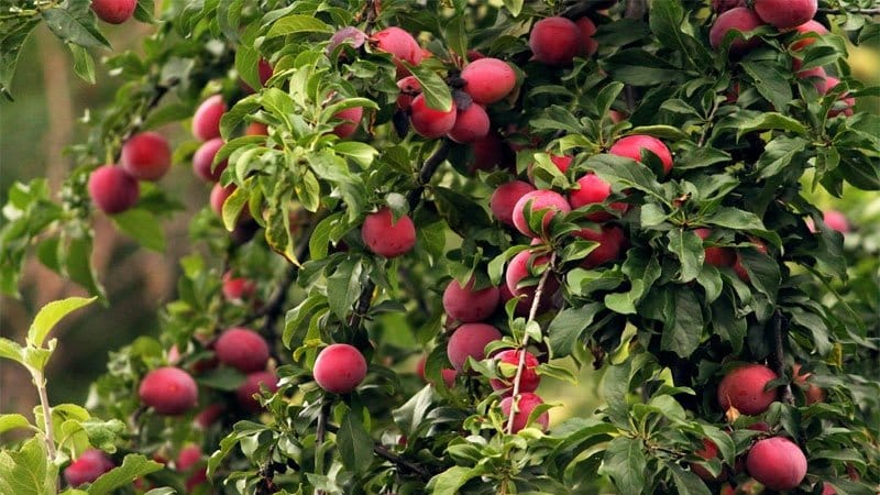 Instruccions pas a pas per plantar pruna cirera a la tardor