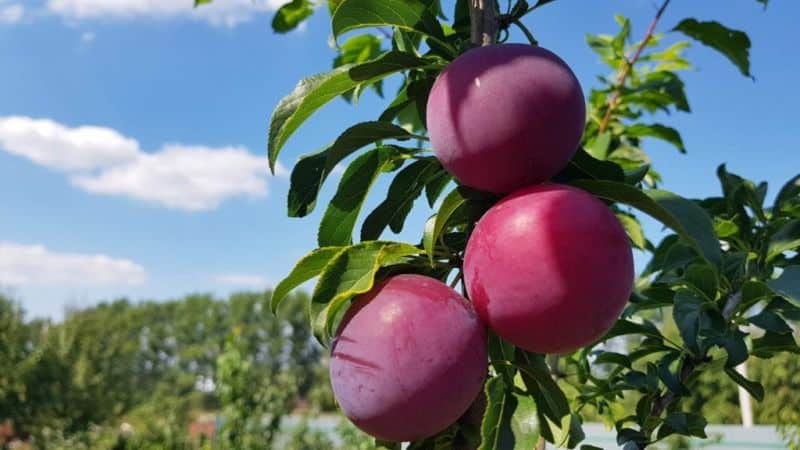 Step-by-step instructions for planting cherry plum in autumn