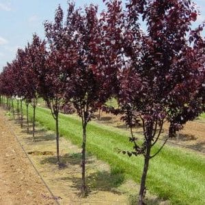 Instrucciones paso a paso para plantar ciruela cereza en otoño.