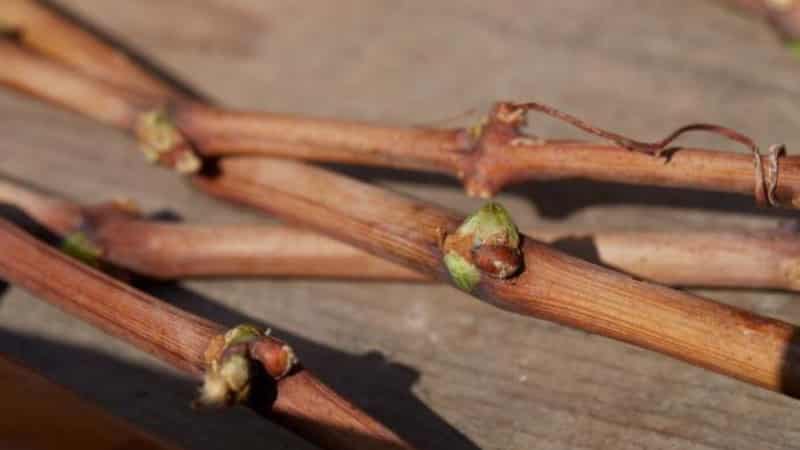 Schritt-für-Schritt-Anleitung zum Pfropfen von Trauben im Herbst