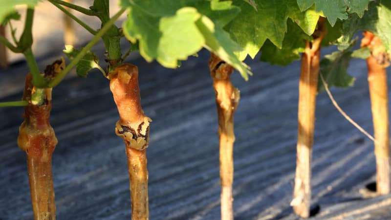 Schritt-für-Schritt-Anleitung zum Pfropfen von Trauben im Herbst