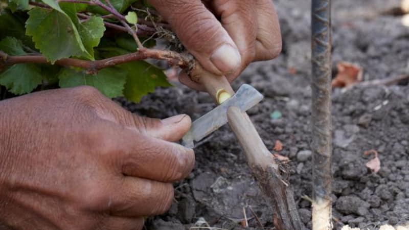 Instrucciones paso a paso para injertar uvas en otoño.