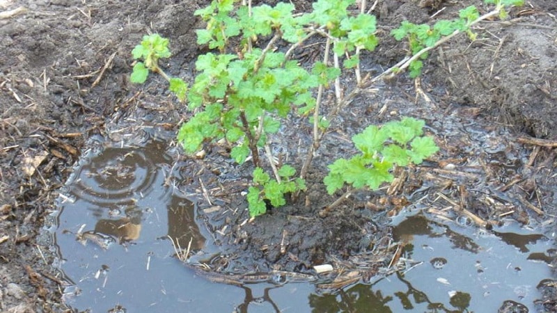 Pokyny krok za krokom na starostlivosť o egreše na jeseň a prípravu na zimu