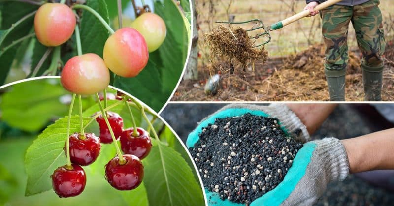 Regras para fertilizar cerejas no outono e selecionar os melhores fertilizantes para esses fins