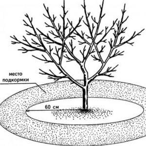 Rules for fertilizing cherries in the fall and selecting the best fertilizers for these purposes