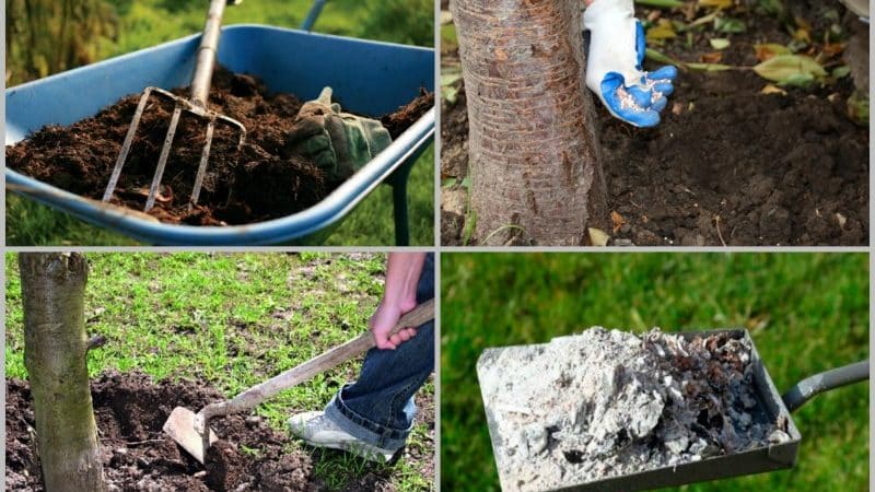 Regras para fertilizar cerejas no outono e selecionar os melhores fertilizantes para esses fins