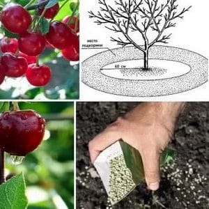 Rules for fertilizing cherries in the fall and selecting the best fertilizers for these purposes