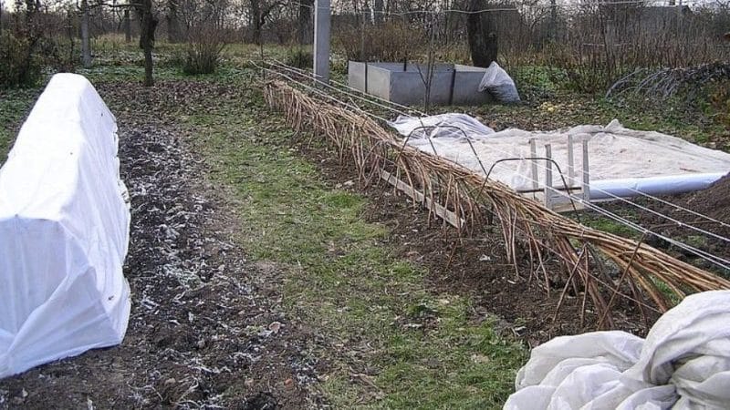 Navodila za nego malin spomladi po zimi in nasveti izkušenih vrtnarjev