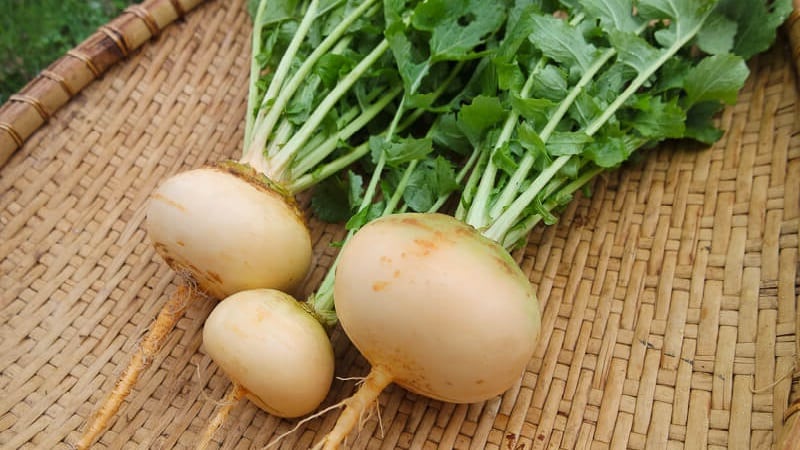 Proven ways to properly store turnips for the winter