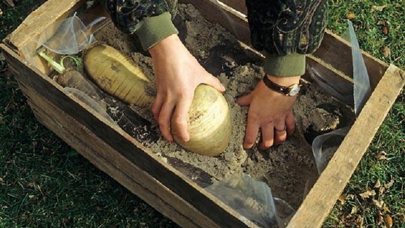 Proven ways to properly store turnips for the winter