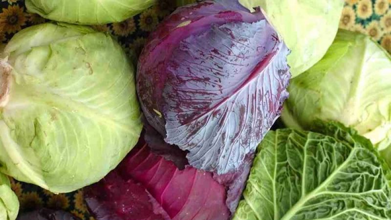 Des moyens éprouvés pour garder le chou frais sur le balcon en hiver