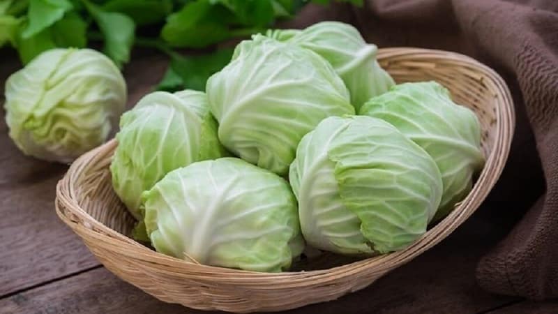 Proven ways to keep cabbage fresh for the winter