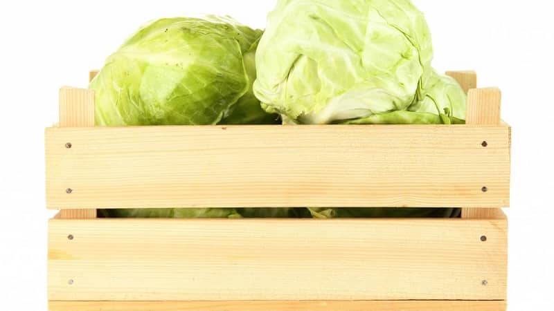 Proven ways to keep cabbage fresh for the winter