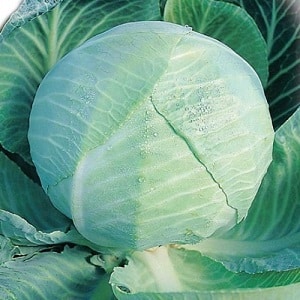 Proven ways to keep cabbage fresh for the winter