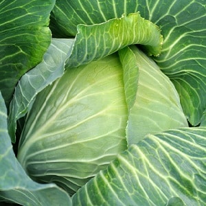 Proven ways to keep cabbage fresh for the winter