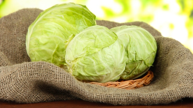 Proven ways to keep cabbage fresh for the winter