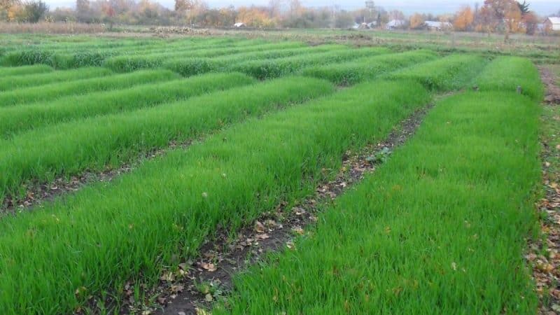 Guia per utilitzar el blat com a fems verds a la tardor i la primavera