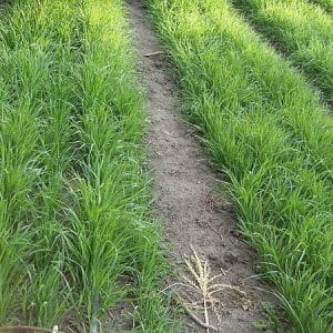 Guide to using wheat as green manure in autumn and spring