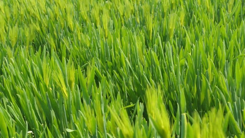 Guide to using wheat as green manure in autumn and spring