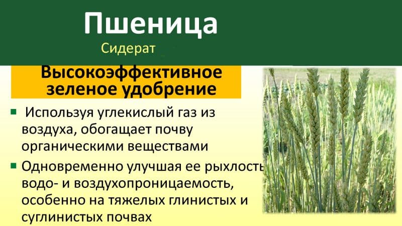 Ръководство за използване на пшеница като зелен тор през есента и пролетта