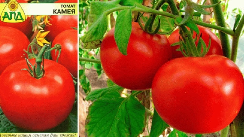 Variedades de variedades e híbridos de tomate e suas características