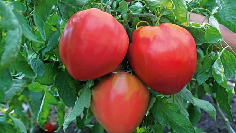 Variedades de variedades e híbridos de tomate e suas características