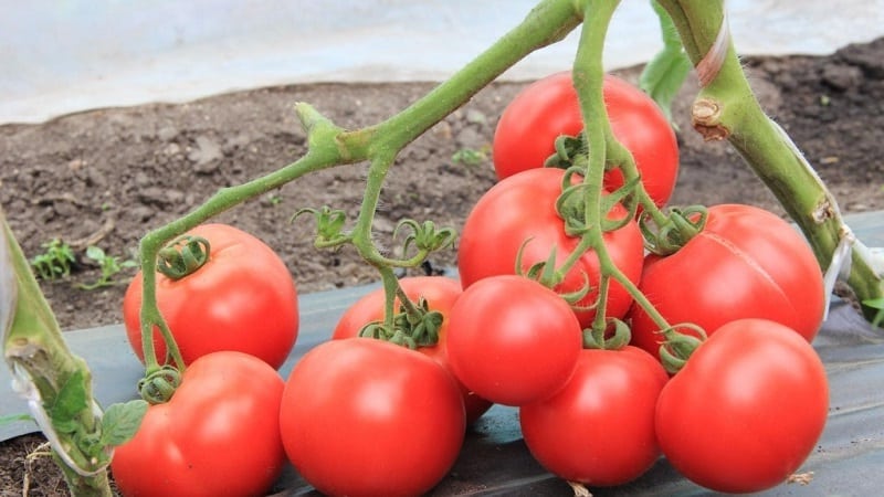 Variedades de variedades e híbridos de tomate e suas características