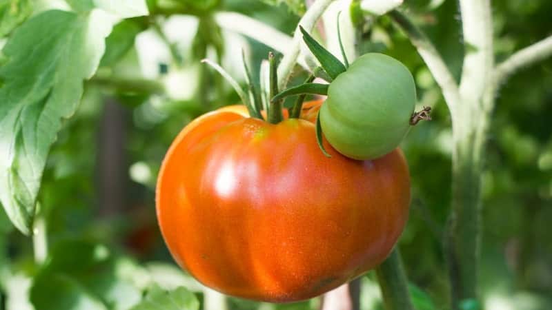 Variedades de variedades e híbridos de tomate e suas características