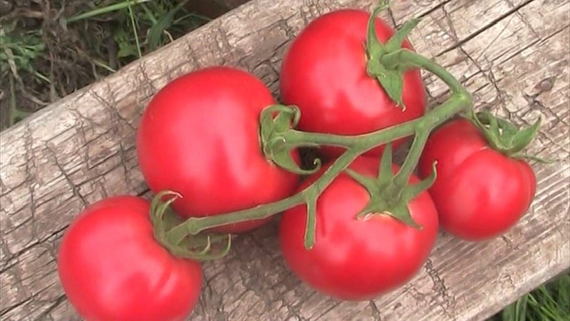 Variedades de variedades e híbridos de tomate e suas características