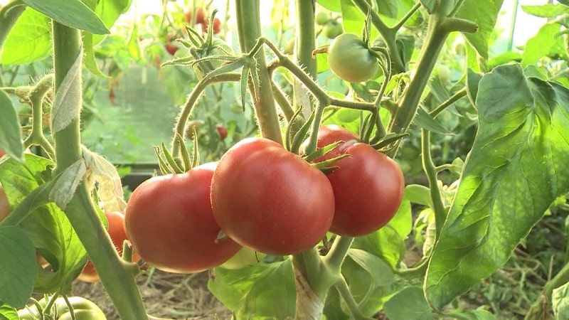 Variedades de variedades e híbridos de tomate e suas características