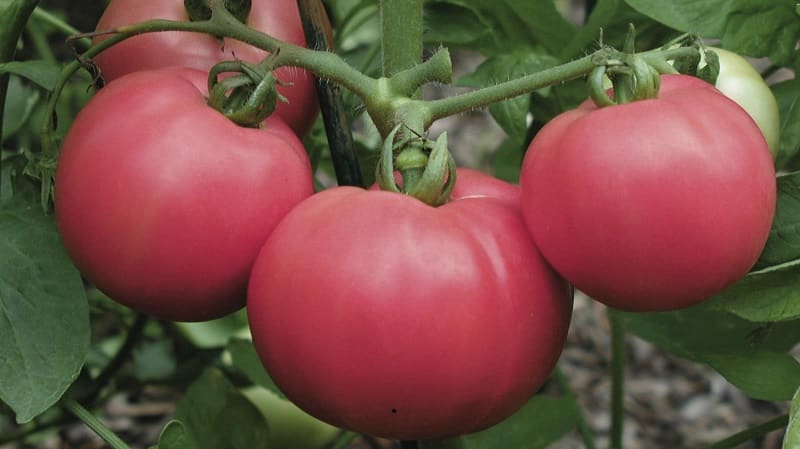 Variedades de variedades e híbridos de tomate e suas características