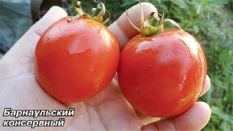 Variedades de variedades e híbridos de tomate e suas características