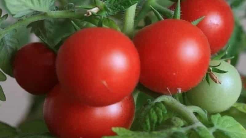 Variedades de variedades e híbridos de tomate e suas características