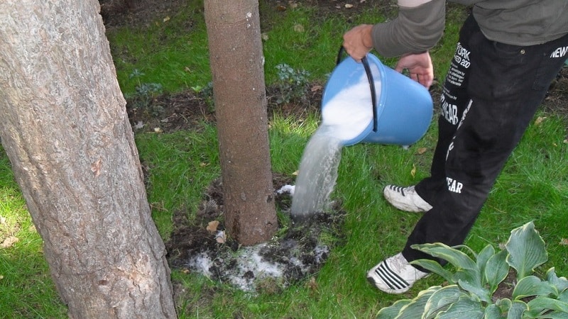 Průvodce krmením hrušek na podzim pro začínající zahradníky