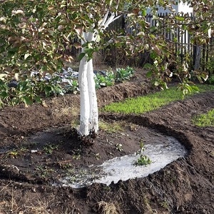 Una guía para alimentar peras en otoño para jardineros principiantes.