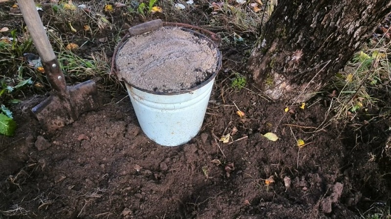 Una guida su come nutrire le pere in autunno per i giardinieri principianti