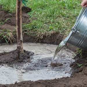 Una guida su come nutrire le pere in autunno per i giardinieri principianti