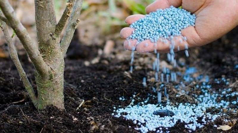 Una guía para alimentar peras en otoño para jardineros principiantes.